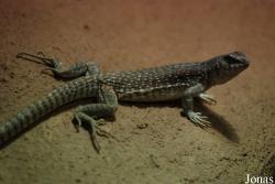 Reptilium