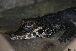 Osteolaemus tetraspis