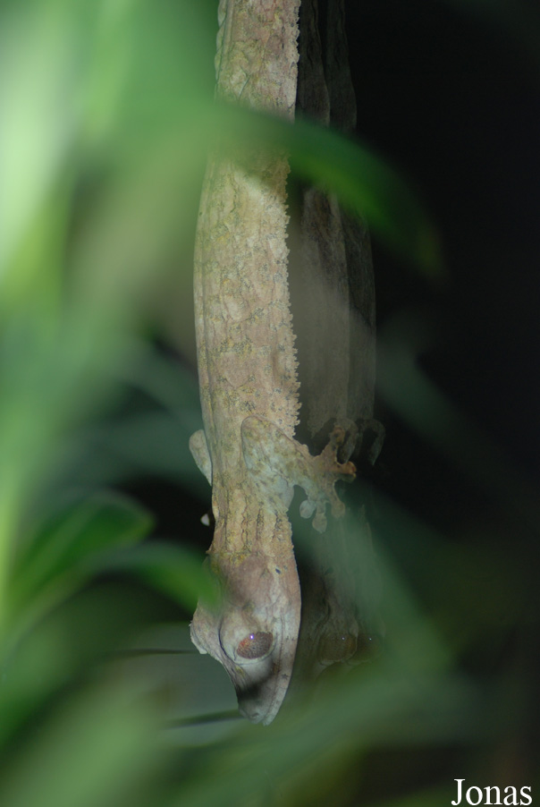 Reptilium