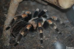 Brachypelma auratum