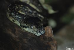 Reptilium