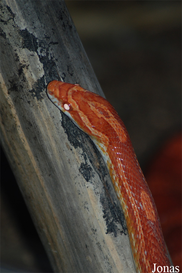 Reptilium