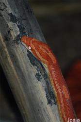 Reptilium