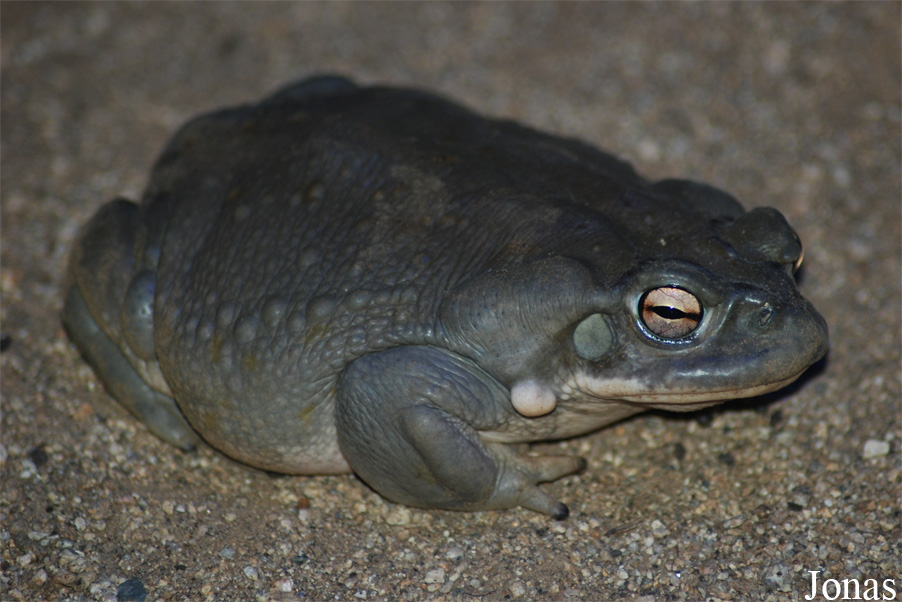 Reptilium