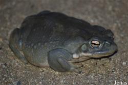 Reptilium