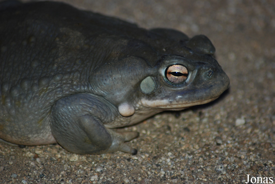 Reptilium
