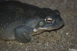 Reptilium