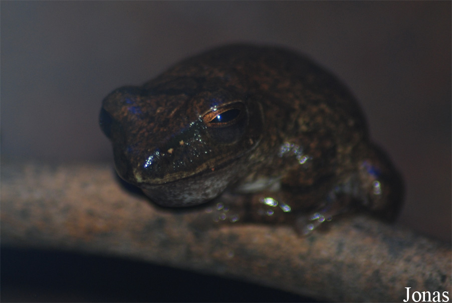 Reptilium