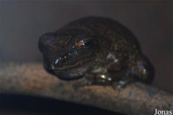 Reptilium