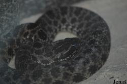 Reptilium