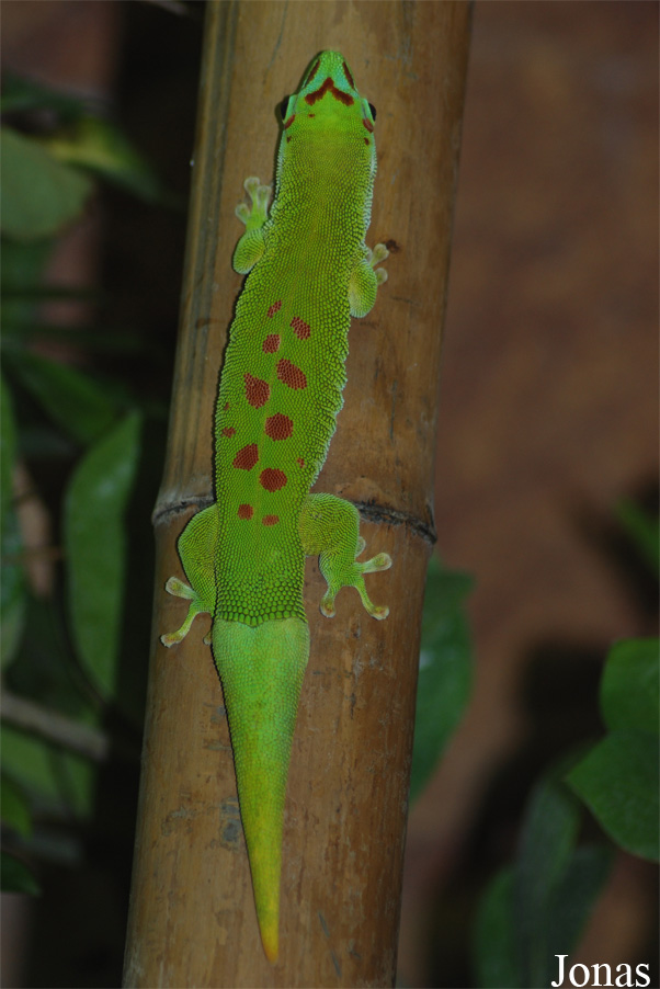 Reptilium