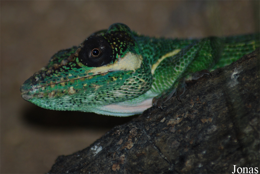 Reptilium