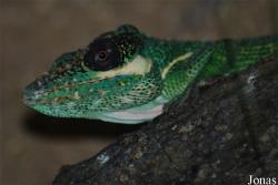Reptilium
