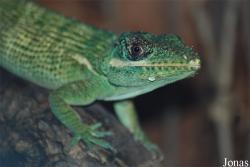 Anolis equestris