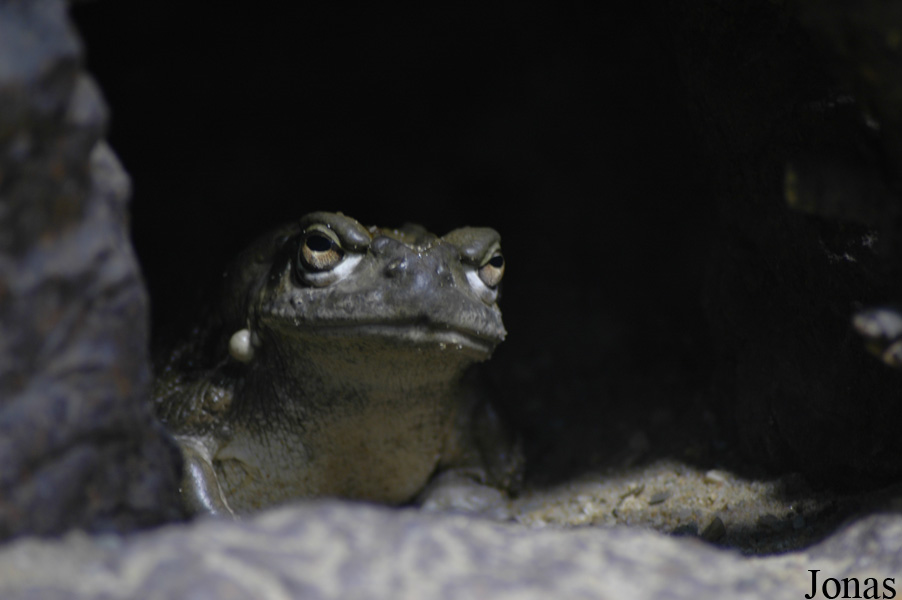 Diergaarde Blijdorp