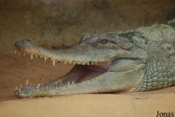 Mecistops cataphractus