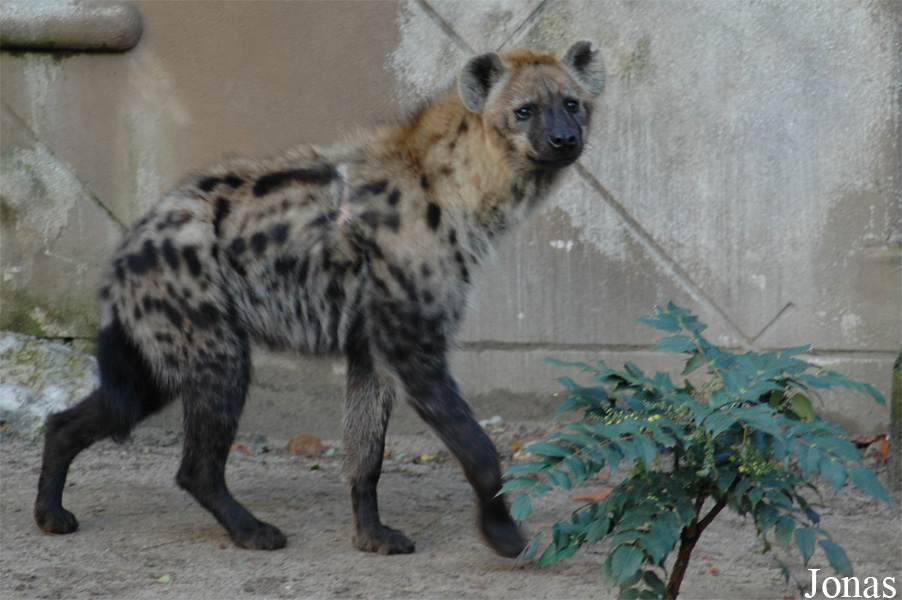 Diergaarde Blijdorp