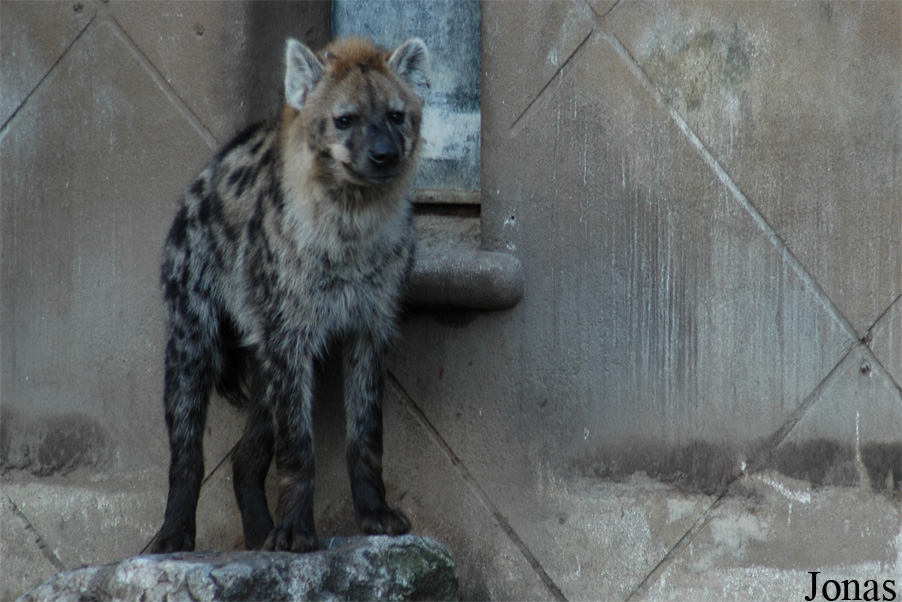 Diergaarde Blijdorp