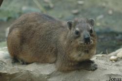 Procaviidae