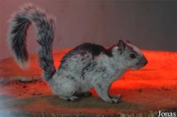 Sciurus variegatoides dorsalis