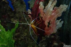 Lysmata amboinensis