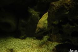 Gymnothorax funebris