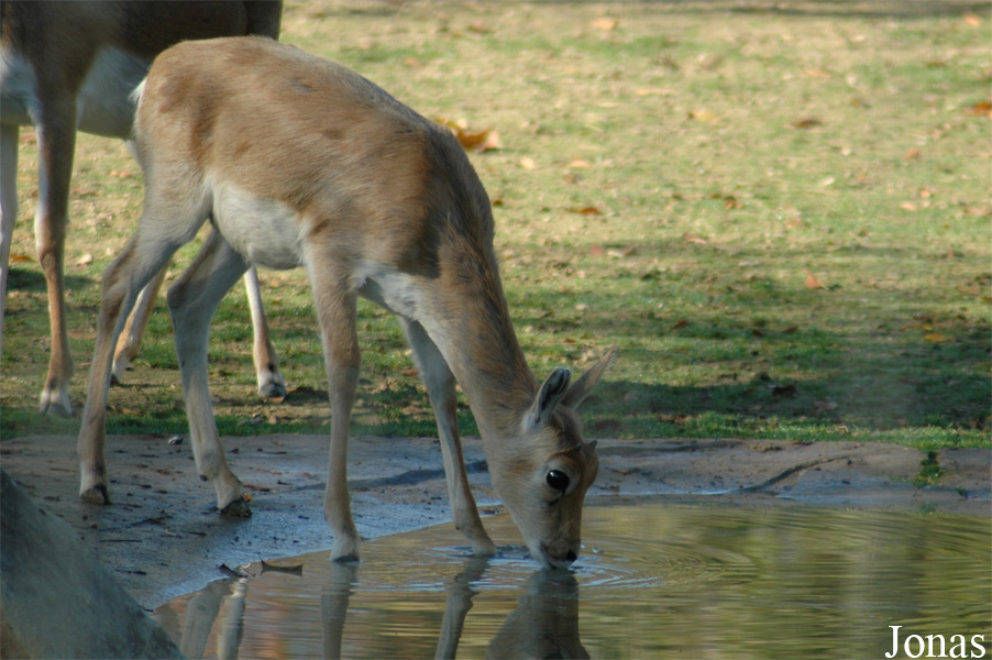 Parc Zoologique de Paris