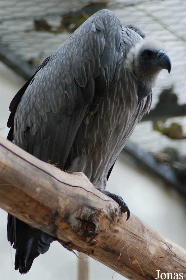 Bioparco di Roma