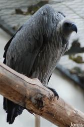 Bioparco di Roma