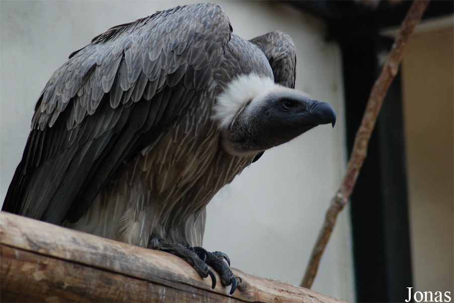 Bioparco di Roma