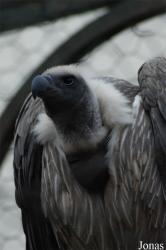 Bioparco di Roma
