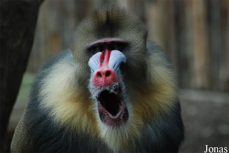 Bioparco di Roma