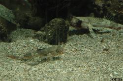 Stazione Zoologica Anton Dohrn