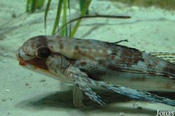 Dactylopterus volitans