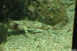 Stazione Zoologica Anton Dohrn