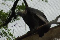 Gyps bengalensis