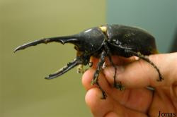 Dynastes hercules