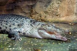 Crocodylus novaeguineae