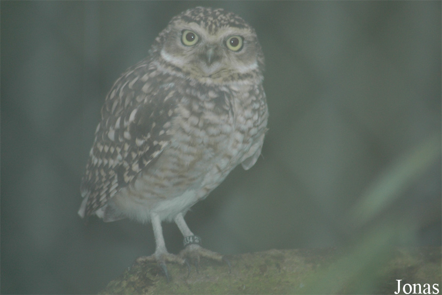 Dierenpark Wissel