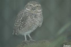 Dierenpark Wissel