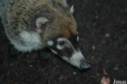 Dierenpark Wissel