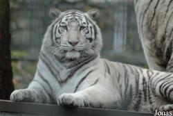 Ouwehands Dierenpark Rhenen