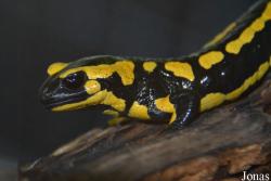 Salamandra salamandra