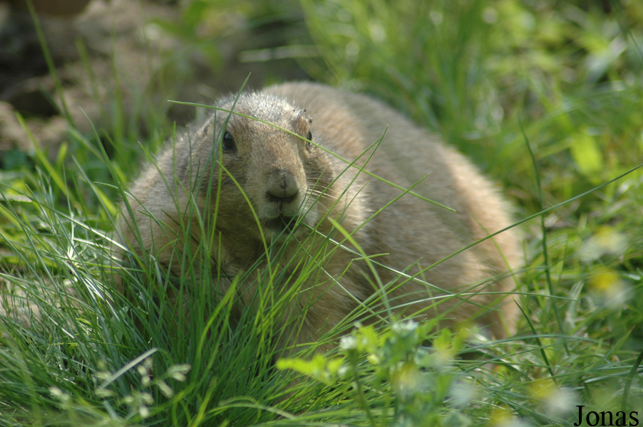 Tierpark Bochum