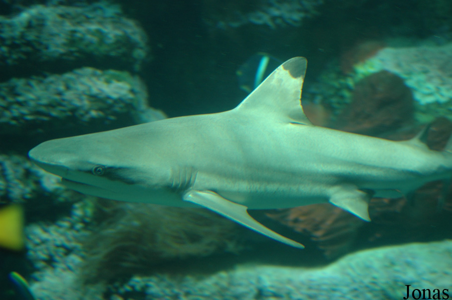 Tierpark Bochum