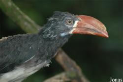 Paradisio
