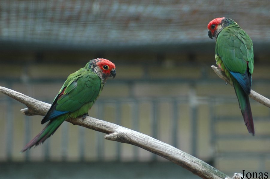 Vogelpark Metelener Heide