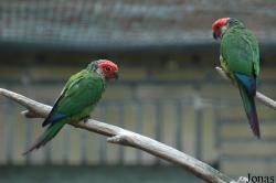 Vogelpark Metelener Heide