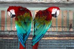 Vogelpark Metelener Heide