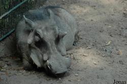 Allwetterzoo Münster